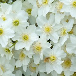 Clematis Evergreen 15cm