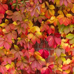 Parthenocissus 15cm