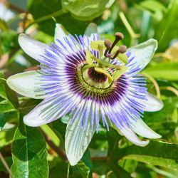 Passiflora Caerulea 15cm