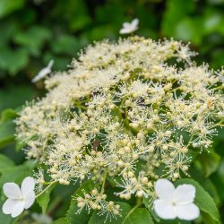 Hydrangea Petiolaris 15cm