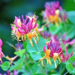 Lonicera Evergreen 15cm