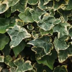 Hedera Helix Gold 15cm