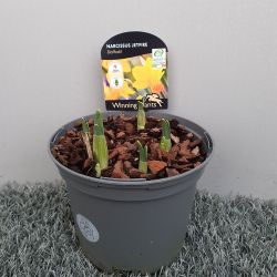 Narcissus Jetfire Dwarf 1L