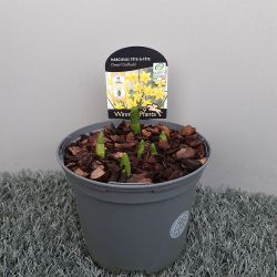 Narcissus Tete A Tete Dwarf 1L