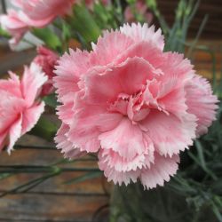 Dianthus Car I Love U 1L