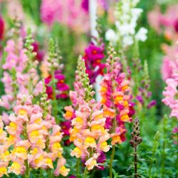 Antirrhinum 13cm