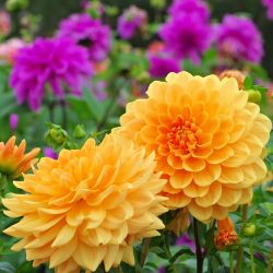 2L Dahlia Mix