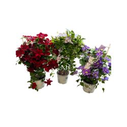 Clematis Evison 19cm