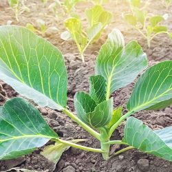 12Pk Cabbage