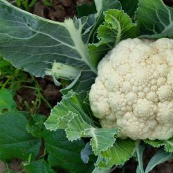 12Pk Cauliflower