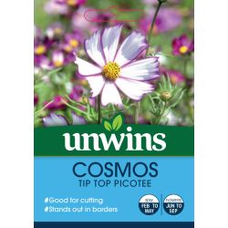 Cosmos 'Tip Top Picotee'