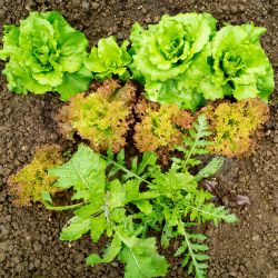 12Pk Lettuce Mixed Salads