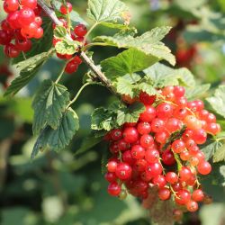 Redcurrant 2L
