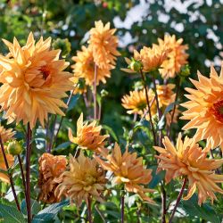 Combi Dahlia Cactus & Ball Orange & Yellow Shades