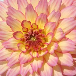 Combi Dahlia Cactus Salmon & Yellow Shades