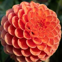 Combi Dahlia Pompon Red & Yellow Shades