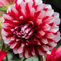 Dahlia Decorative Fringed Red & White Shades