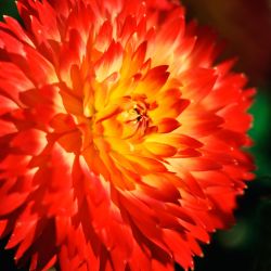 Combi Decorative Red & Yellow Shades