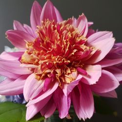 Combi Dahlia Anemone Purple & Pink Shades