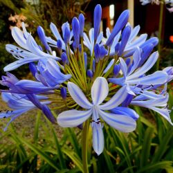Combi Agapanthus Lily Of The Nile