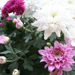 Combi Dahlia Decorative Violet & White Shades