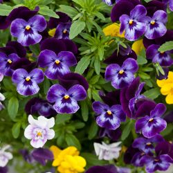 Pansy Trio 13cm