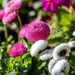 Bellis 6 Pack