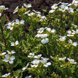 Arabis 13cm