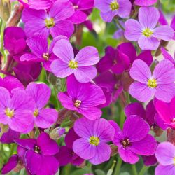 Aubrietia 13cm