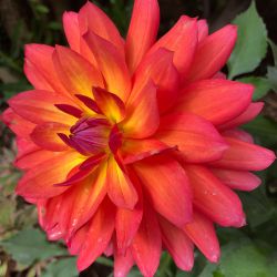 Dahlia Midi