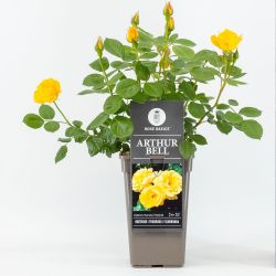 Arthur Bell Rose 4.5L