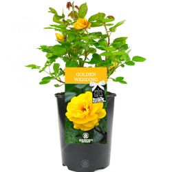 Golden Wedding Rose 4.5L