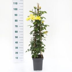 Golden Showers Climbing Rose 4.5L