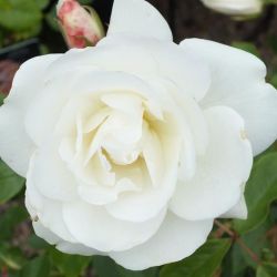 Iceberg Climbing Rose 4.5L