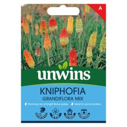 Kniphofia Grandiflora Mix