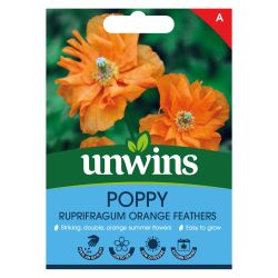 Papaver ruprifragum Orange Feathers