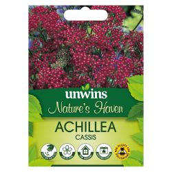 NH Achillea Cassis
