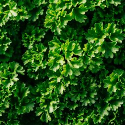 Parsley Curled 13cm