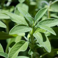 Sage 13cm
