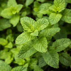Mint 13cm