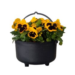 Pansy Cauldron Planter 25cm