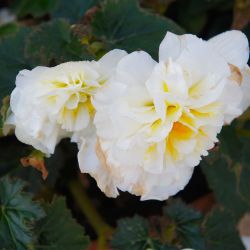 Begonia Double White 3 Pack