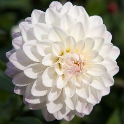 Dahlia White Aster 2 Pack