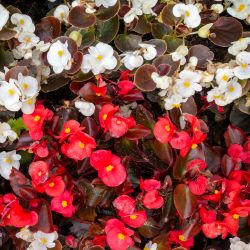 Combi Begonia Double Red & White 8cm