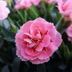 Dianthus Code 3L