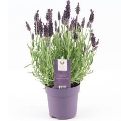 Lavender Anouk 19cm