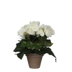 Begonia White In Pot 