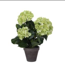 Hydrangea Green In Pot Stan Grey D13,5Cm