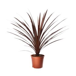 Cordyline 10.5Cm