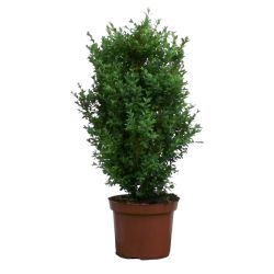 Buxus 13cm